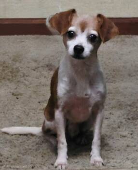 JUPITER -  Chihuahua Dog for Adoption in Franklin, Tennessee - JUPITER | PetCurious