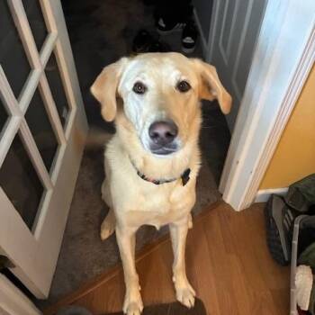 Labrador Retriever Dogs Available for Adoption - Sandy | PetCurious