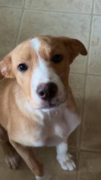 Thor -  Mixed Breed Dog for Adoption in De Pere, Wisconsin - Thor | PetCurious