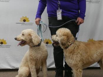 Rescue Goldendoodle Dogs for Adoption in Parkville, Missouri - Piper And Harley - Courtesy Post | PetCurious