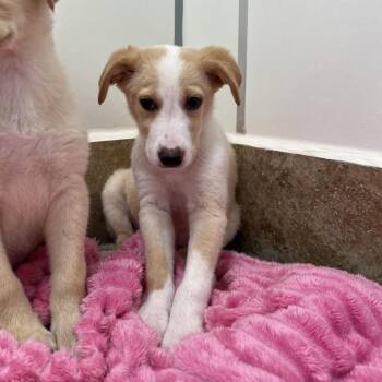 Labrador Retriever Dogs Available for Adoption in Las Vegas, Nevada - Kinsale 53643 | PetCurious