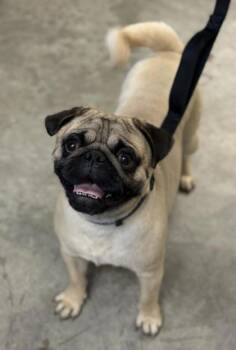 Teddy -  Pug and Mixed Breed Dog for Adoption in Bridgewater, New Jersey - Teddy | PetCurious