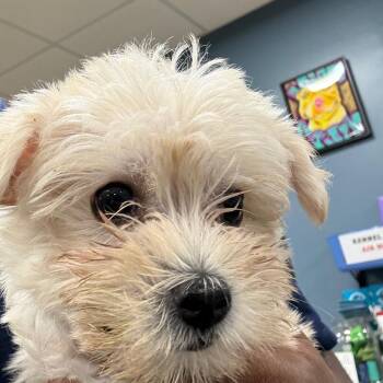 AHNJ-Stray-122312 -  Maltese Dog for Adoption in Newark, New Jersey - AHNJ-Stray-122312 | PetCurious