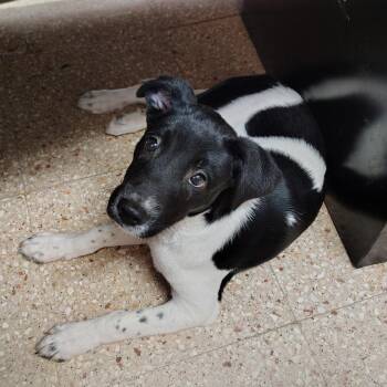 Oreo -  Rottweiler and Mixed Breed Dog for Adoption in Vieques, Vieques - Oreo | PetCurious