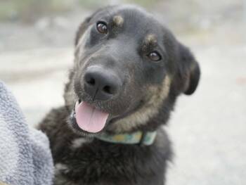 Bits -  German Shepherd Dog and Collie Dog for Adoption in Republic, Washington - Bits | PetCurious