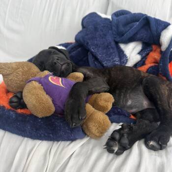 Winnifred -  Mixed Breed Dog for Adoption in Los Angeles, California - Winnifred | PetCurious