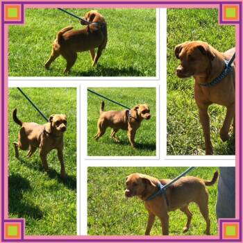 Mixed Breed Dogs Available for Adoption in Buckhannon, West Virginia - HONEY BEE | PetCurious