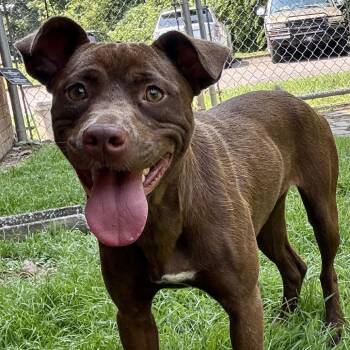 Chowder -  Pit Bull Terrier Dog for Adoption in Birmingham, Alabama - Chowder | PetCurious