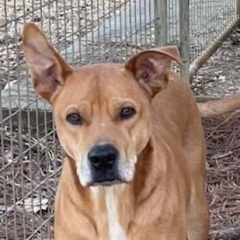 Labrador Retriever and German Shepherd Dog Dogs Available for Adoption - Massey | PetCurious