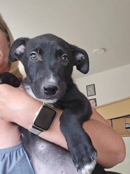 Rescue Staffordshire Bull Terrier and German Shepherd Dog Dogs for Adoption in Junction, Texas - Bobby | PetCurious