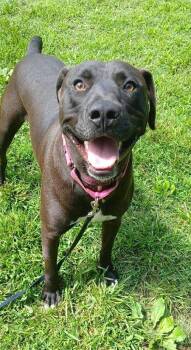 HANK -  Labrador Retriever Dog for Adoption in Pegram, Tennessee - HANK | PetCurious