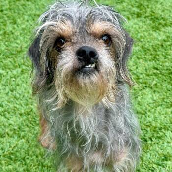 Sheena -  Mixed Breed Dog for Adoption in Matteson, Illinois - Sheena | PetCurious