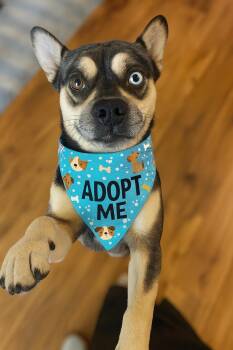 Rescue Husky and French Bulldog Dogs for Adoption in Los Angeles, California - Rome | PetCurious