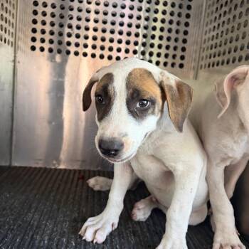 Wyborne -  Pit Bull Terrier Dog for Adoption in Birmingham, Alabama - Wyborne | PetCurious