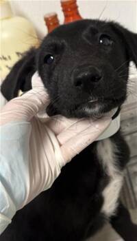 Lilly - LONGTIME RESIDENT -  Shepherd Dog for Adoption in Thousand Oaks, California - Lilly - LONGTIME RESIDENT | PetCurious
