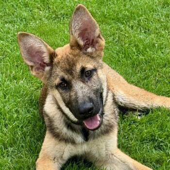 Belgian Shepherd Malinois Dogs Available for Adoption in Park Forest, Illinois - Paddy | PetCurious