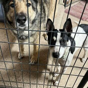 Rat Terrier and Cattle Dog Dogs Available for Adoption in Amarillo, Texas - Little Dog (aka Bat Girl)  | PetCurious