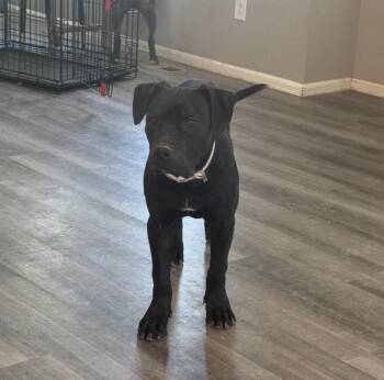 Ollie -  American Staffordshire Terrier Dog for Adoption in Thornton, Colorado - Ollie | PetCurious