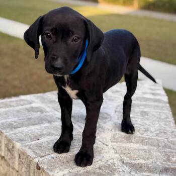 Chardonnay -  Spaniel and Labrador Retriever Dog for Adoption in Baton Rouge, Louisiana - Chardonnay | PetCurious