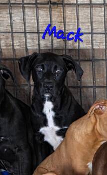 Boxer and Labrador Retriever Dogs Available for Adoption in Watertown, Connecticut - Mack  | PetCurious