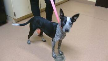 PAISLEY -  Australian Cattle Dog Blue Heeler and Mixed Breed Dog for Adoption in Cookeville, Tennessee - PAISLEY | PetCurious