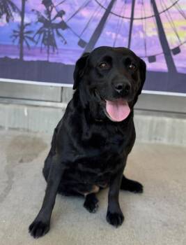 Labrador Retriever Dogs Available for Adoption in Riverside, California - SOPHIE | PetCurious