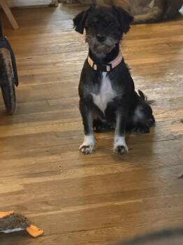Havanese Dogs Available for Adoption in Plymouth, Michigan - Myrtle 7 | PetCurious