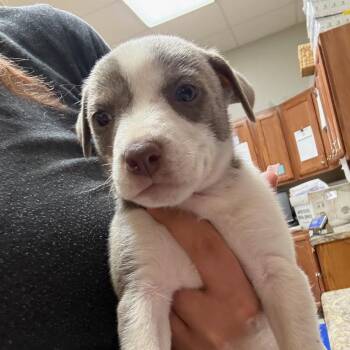 Ducky - 060315U -  Terrier and Mixed Breed Dog for Adoption in Tupelo, Mississippi - Ducky - 060315U | PetCurious