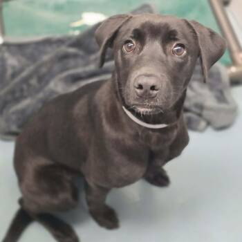 Labrador Retriever and Black Labrador Retriever Dogs Available for Adoption in Fort Collins, Colorado - Carl | PetCurious