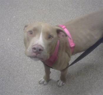 Pit Bull Terrier and Mixed Breed Dogs Available for Adoption in Albuquerque, New Mexico - SKY | PetCurious