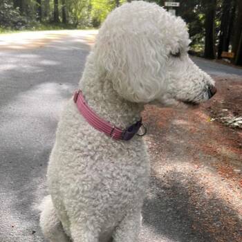 Maggie (Courtesy Post) -  Standard Poodle Dog for Adoption in Friday Harbor, Washington - Maggie (Courtesy Post) | PetCurious