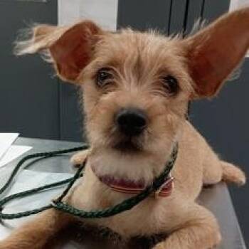 Scrappy-Doo -  Terrier Dog for Adoption in Bethel, Connecticut - Scrappy-Doo | PetCurious