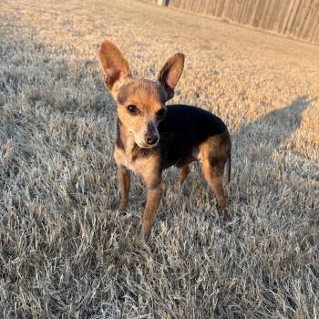 Chihuahua Dogs Available for Adoption - Billy | PetCurious