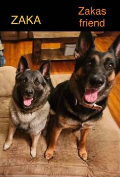 Zaka -  Norwegian Elkhound Dog for Adoption in White Oak, Pennsylvania - Zaka | PetCurious
