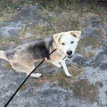 Girl -  Husky and Yellow Labrador Retriever Dog for Adoption in Pittsburg, Kansas - Girl | PetCurious