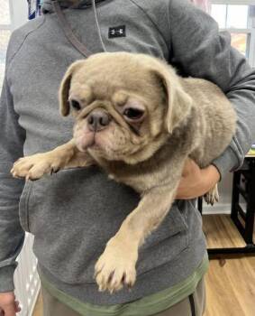 Rescue Pug Dogs for Adoption in Matthews, North Carolina - Meeko | PetCurious