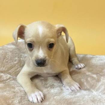 Terrier and Chihuahua Dogs Available for Adoption in San Saba, Texas - Daisy | PetCurious