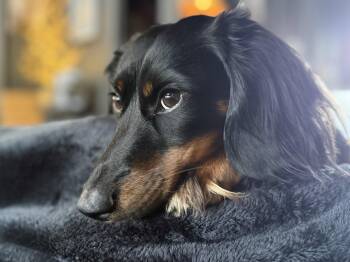 Goose -  Dachshund Dog for Adoption in West Columbia, South Carolina - Goose | PetCurious