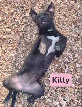 Kitty -  Black Labrador Retriever Dog for Adoption in Semmes, Alabama - Kitty | PetCurious