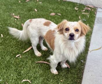 Rescue Jack Russell Terrier and Spaniel Dogs for Adoption in Cypress, California - Barry | PetCurious