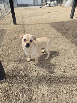 Terrier Dogs Available for Adoption in Maquoketa, Iowa - Ocean | PetCurious