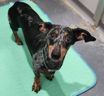 Trouble -  Dachshund Dog for Adoption in Walnutport, Pennsylvania - Trouble | PetCurious