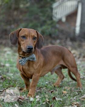 Boone -  Dachshund Dog for Adoption in Tuscaloosa, Alabama - Boone | PetCurious