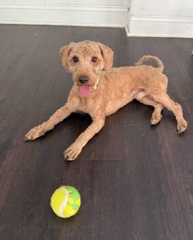 Prince 0157 -  Poodle Dog for Adoption in Waldorf, Maryland - Prince 0157 | PetCurious