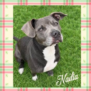 Nadia -  Pit Bull Terrier Dog for Adoption in Mokena, Illinois - Nadia | PetCurious