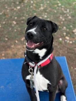 Pit Bull Terrier Dogs Available for Adoption - Rocky | PetCurious