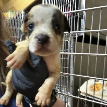 Mixed Breed Dogs Available for Adoption in Gadsden, Alabama - Texas | PetCurious