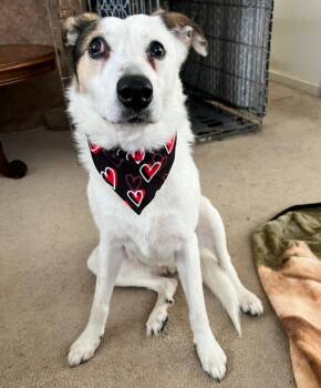 Border Collie Dogs Available for Adoption in Mansfield, Connecticut - Chewie | PetCurious