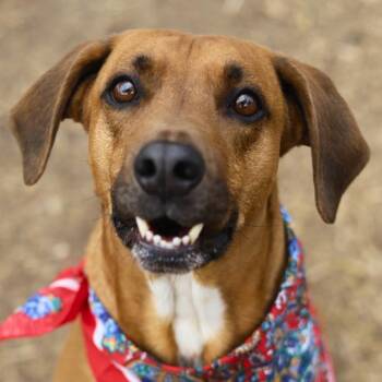 BRUNO -  Hound Dog for Adoption in San Antonio, Texas - BRUNO | PetCurious