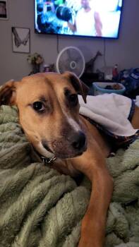 Sprout -  Pit Bull Terrier Dog for Adoption in Indianapolis, Indiana - Sprout | PetCurious